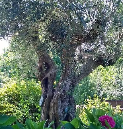 فندق مبيت وإفطار Il Giuggiolo كونيليانو