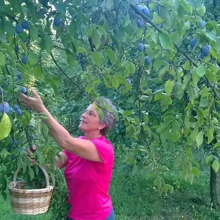 ベッド・アンド・ブレックファスト Il Giuggiolo コネリアーノ