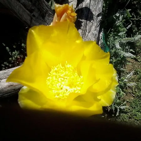 Il Giuggiolo Panzió Conegliano