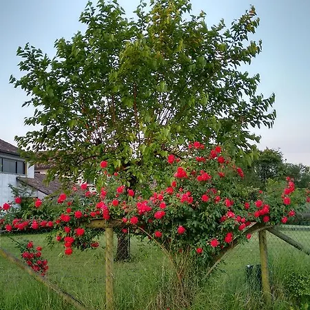 Bed & Breakfast Il Giuggiolo Conegliano