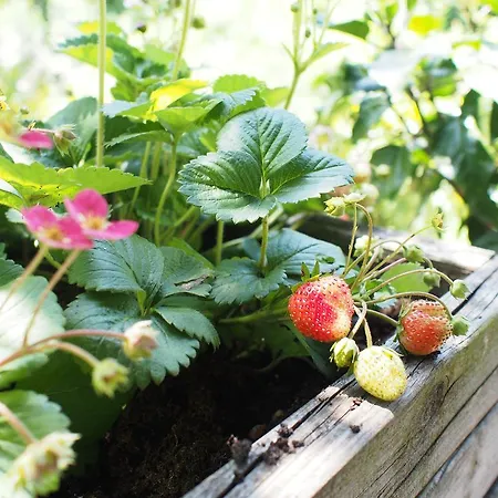 Il Giuggiolo 3* コネリアーノ