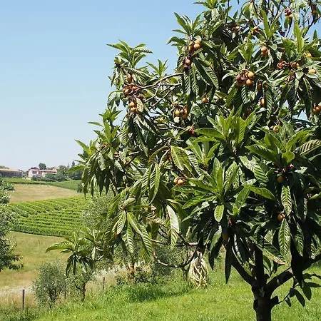 Il Giuggiolo *