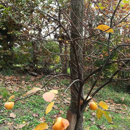 فندق مبيت وإفطار Il Giuggiolo كونيليانو