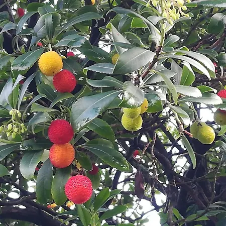 Il Giuggiolo 3* كونيليانو