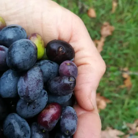 Il Giuggiolo فندق مبيت وإفطار كونيليانو