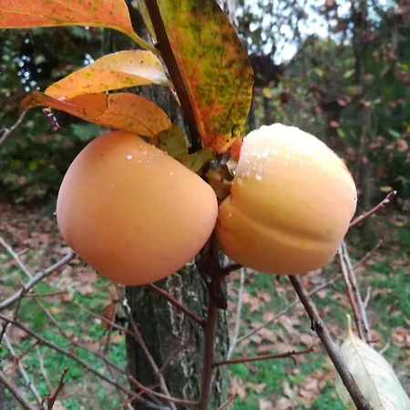 Il Giuggiolo * Conegliano
