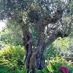 Bed & Breakfast Il Giuggiolo Conegliano