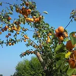 Il Giuggiolo Bed & Breakfast 3*