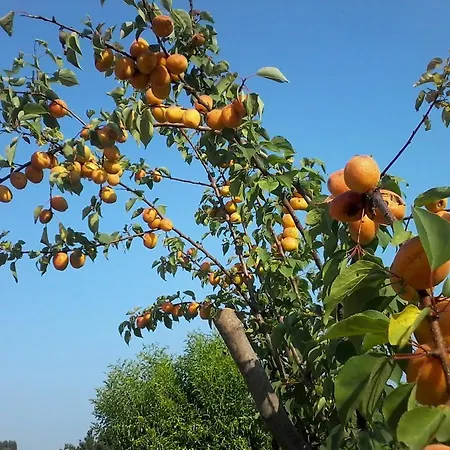 Il Giuggiolo Couette-café 3*