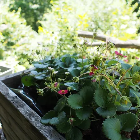 Il Giuggiolo Conegliano
