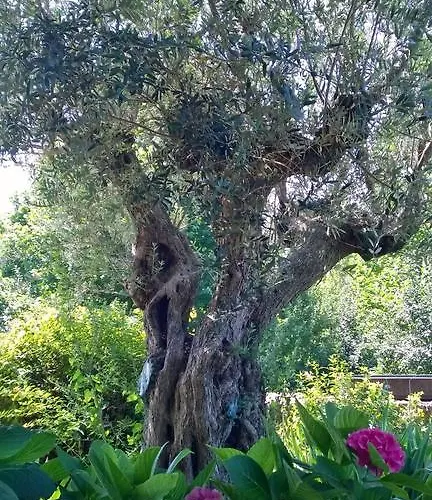 Bed & Breakfast Il Giuggiolo Conegliano