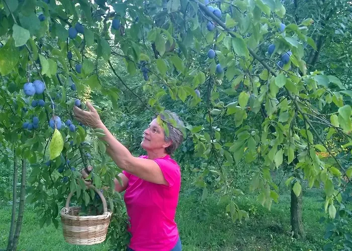 Bed & Breakfast Il Giuggiolo Conegliano