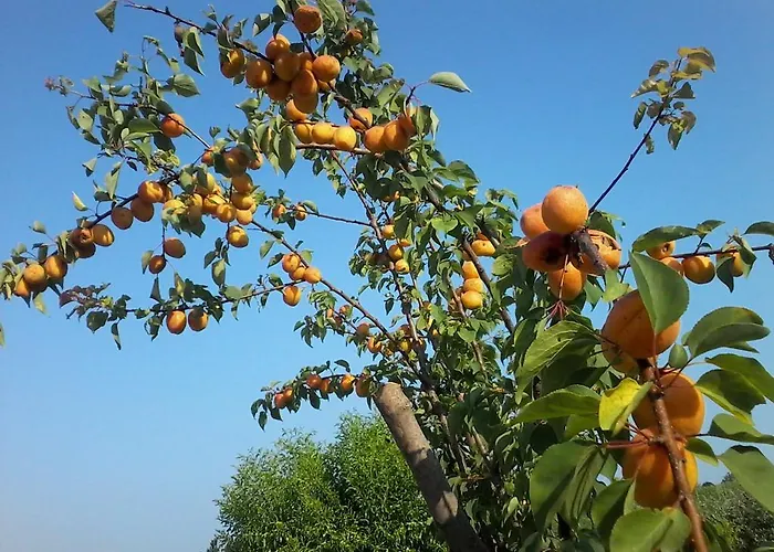 Il Giuggiolo Bed & Breakfast 3*