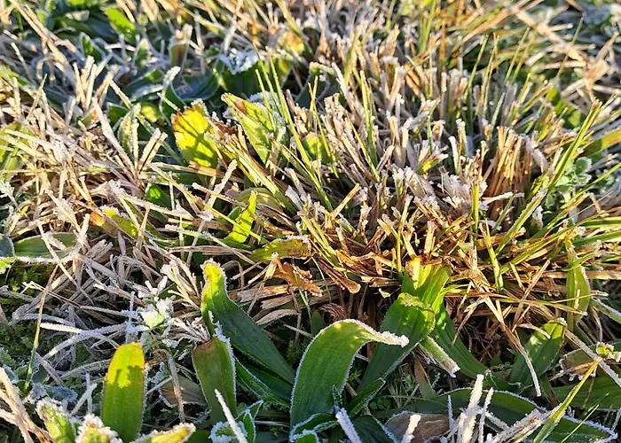 Bed & Breakfast Il Giuggiolo