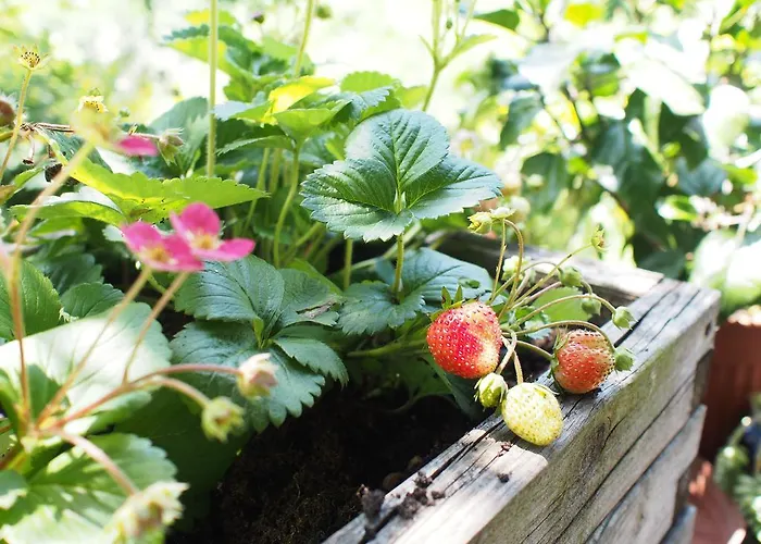 Il Giuggiolo 3* Conegliano