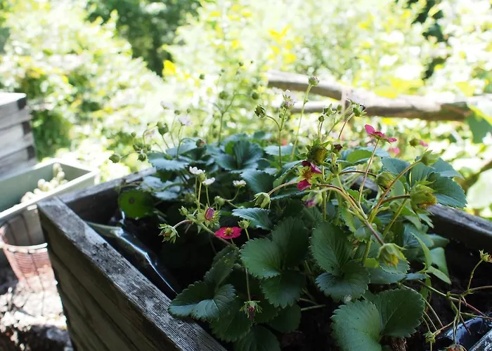 Il Giuggiolo Conegliano