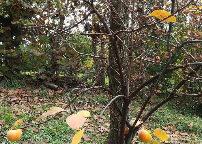 Bed & Breakfast Il Giuggiolo Conegliano