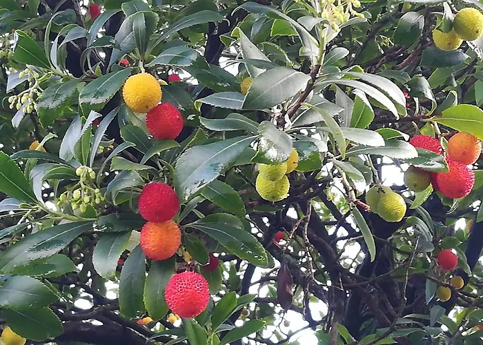 Il Giuggiolo 3* Conegliano