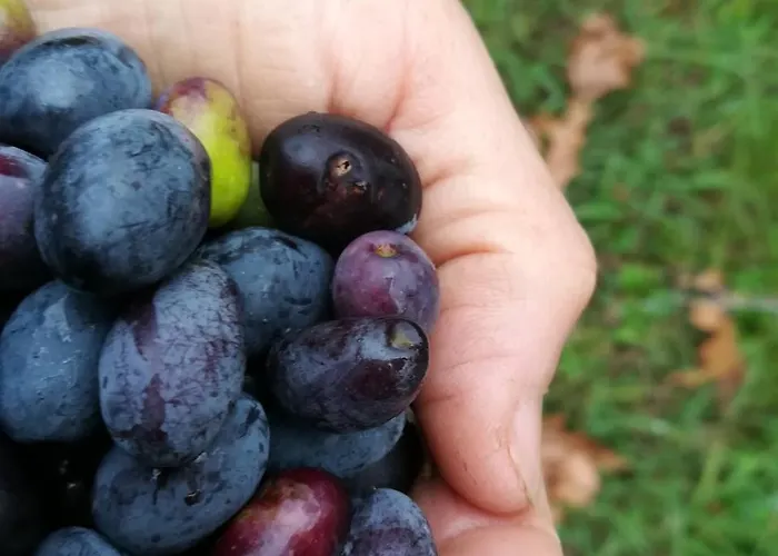 Il Giuggiolo Bed & Breakfast Conegliano