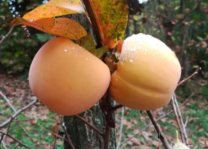 Il Giuggiolo 3* Conegliano